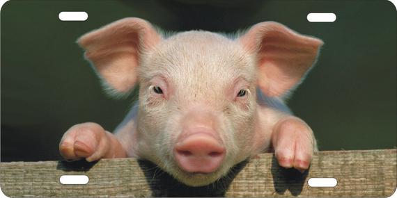 Swine
